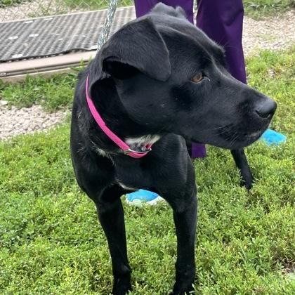 Magpie, a Adoptable mixed breed in Dubuque, IA image 3/3