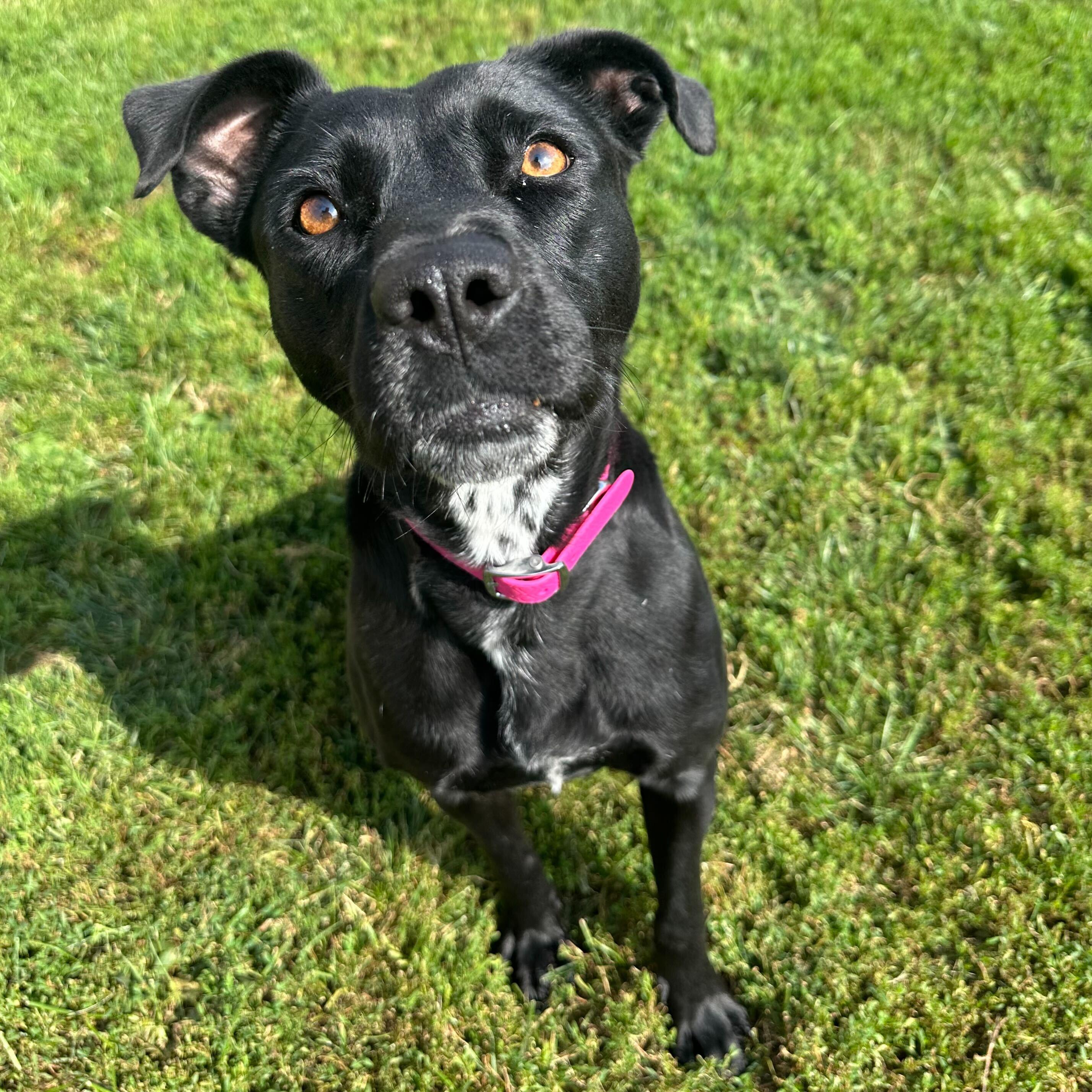Magpie, Adoptable, Adult Female Mixed Breed.
