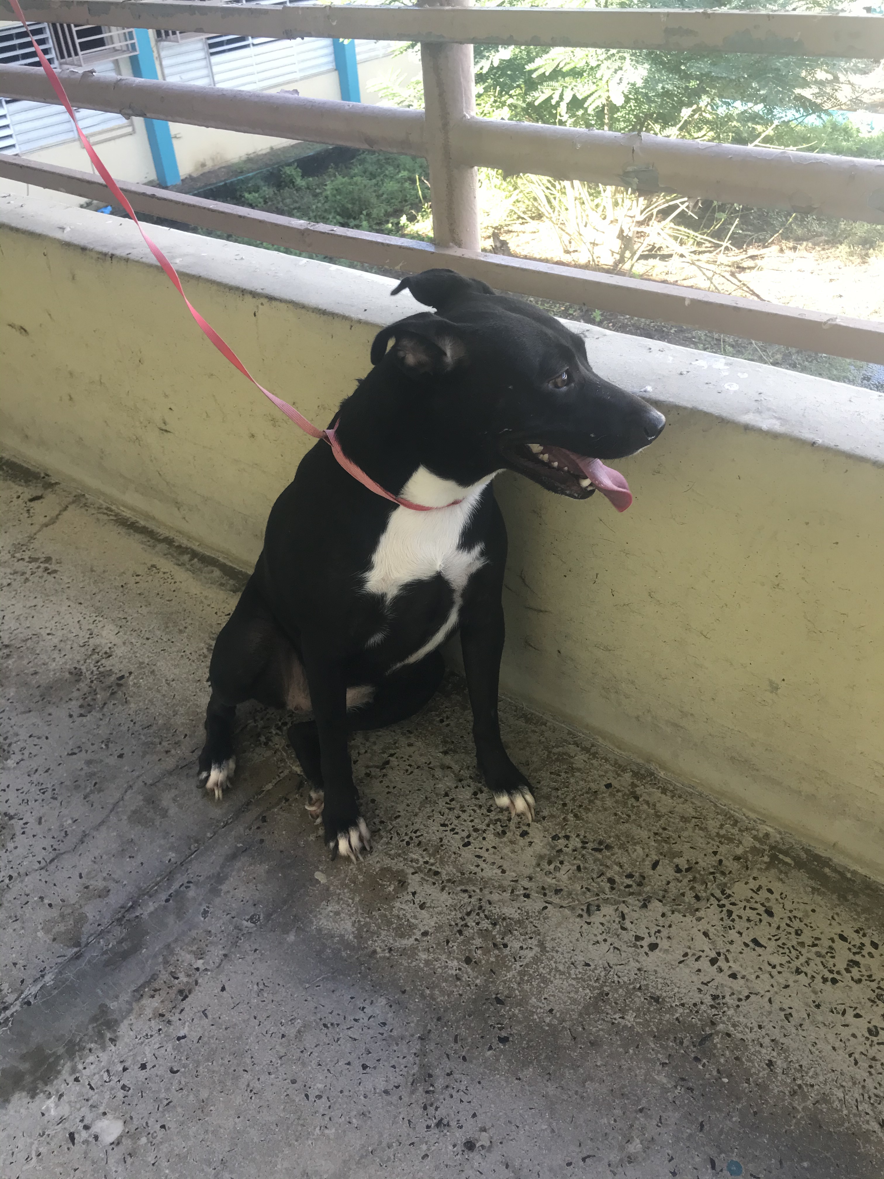 Ceiba, Adoptable, Young Female Mixed Breed & Pit Bull Terrier.