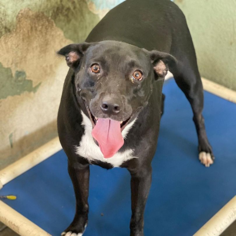 Enlarge Ceiba, a Adoptable mixed breed in San Juan, PR image 2/6