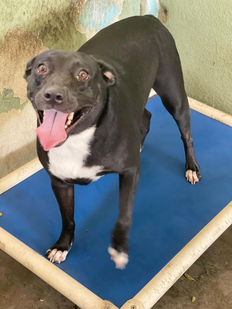 Enlarge Ceiba, a Adoptable mixed breed in San Juan, PR image 3/6
