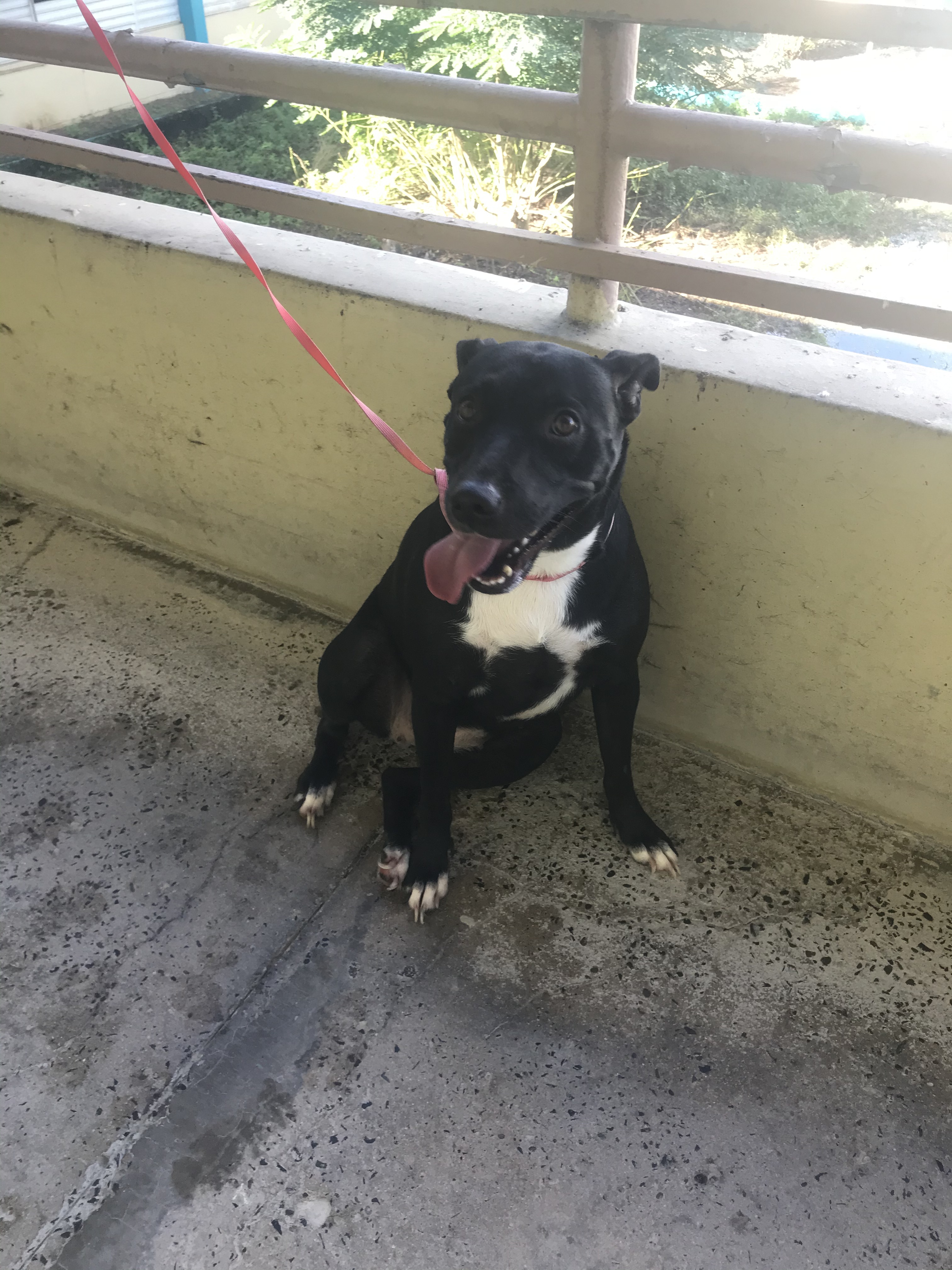 Enlarge Ceiba, a Adoptable mixed breed in San Juan, PR image 4/6