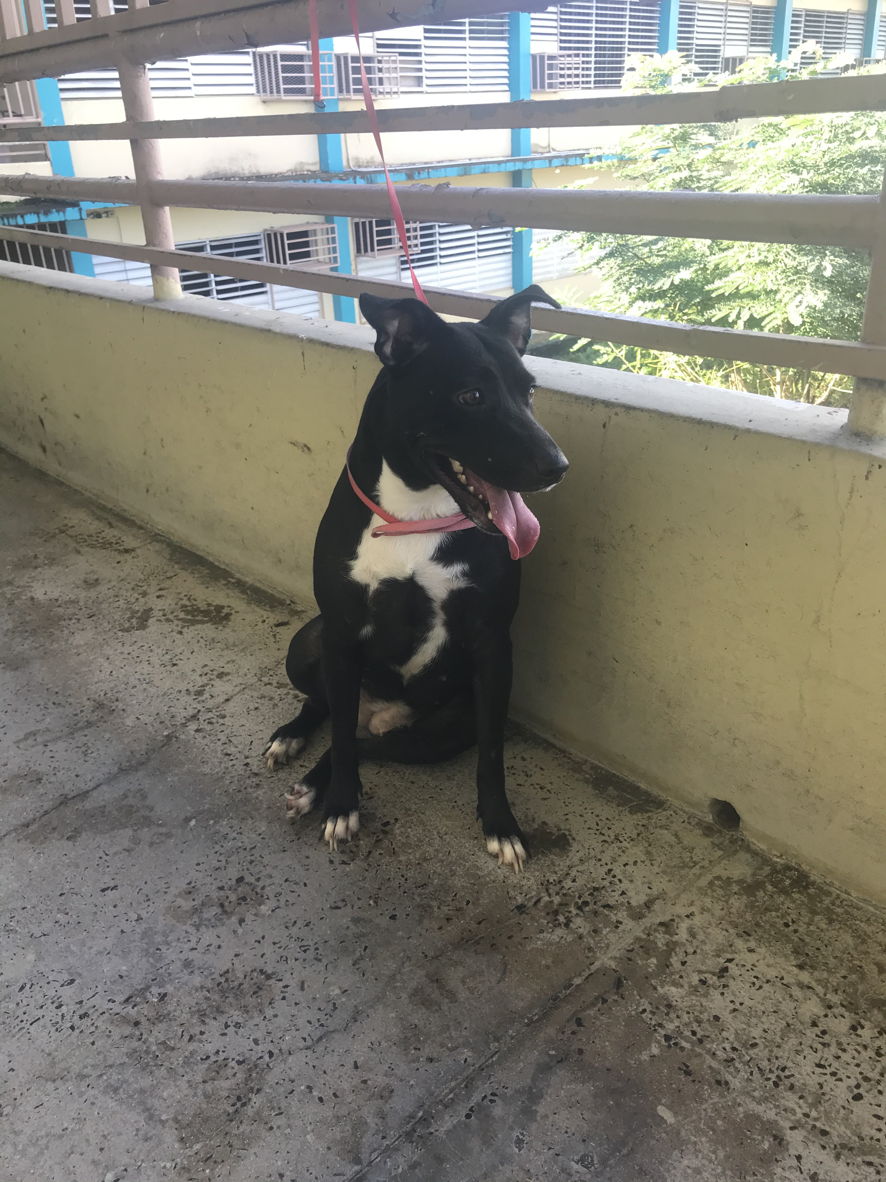 Enlarge Ceiba, a Adoptable mixed breed in San Juan, PR image 5/6