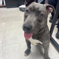 Stella, ADOPTABLE, Young Female American Staffordshire Terrier & Pit Bull Terrier.