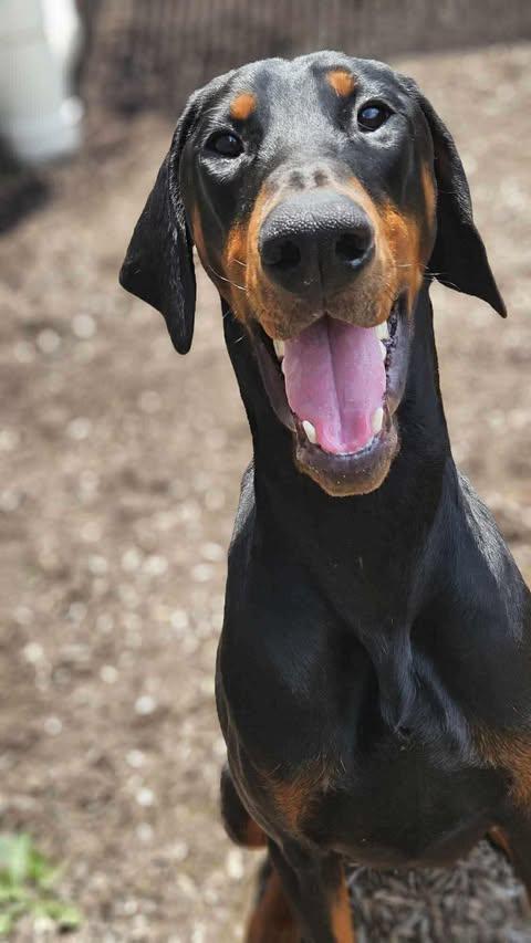 Jack, Adoptable, Adult Male Doberman Pinscher.