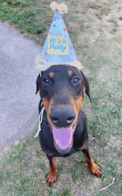 Enlarge Jack, a Adoptable Doberman Pinscher in Fleetwood, PA image 2/5