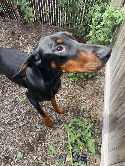 Enlarge Jack, a Adoptable Doberman Pinscher in Fleetwood, PA image 3/5