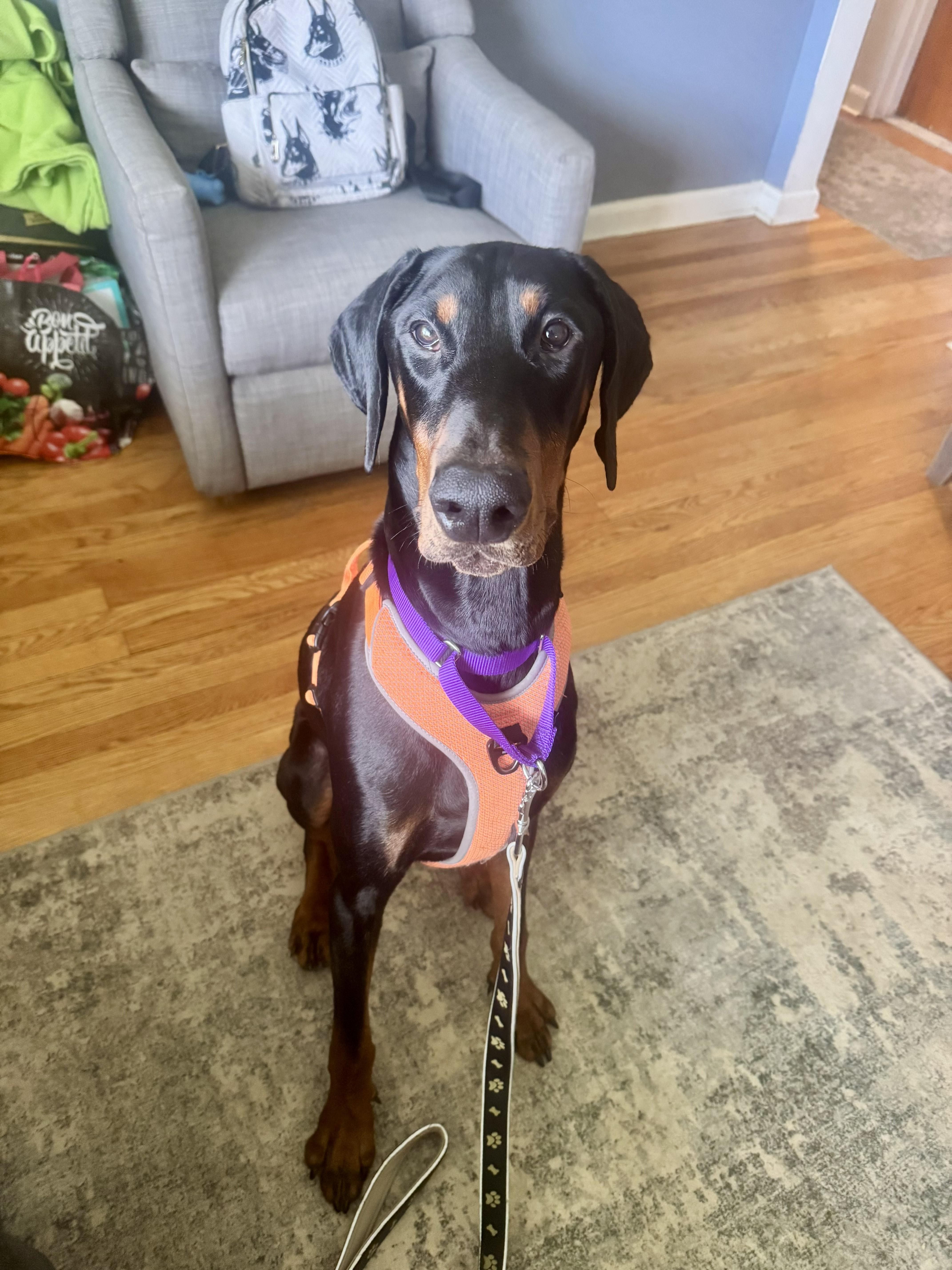 Enlarge Jack, a Adoptable Doberman Pinscher in Fleetwood, PA image 4/5