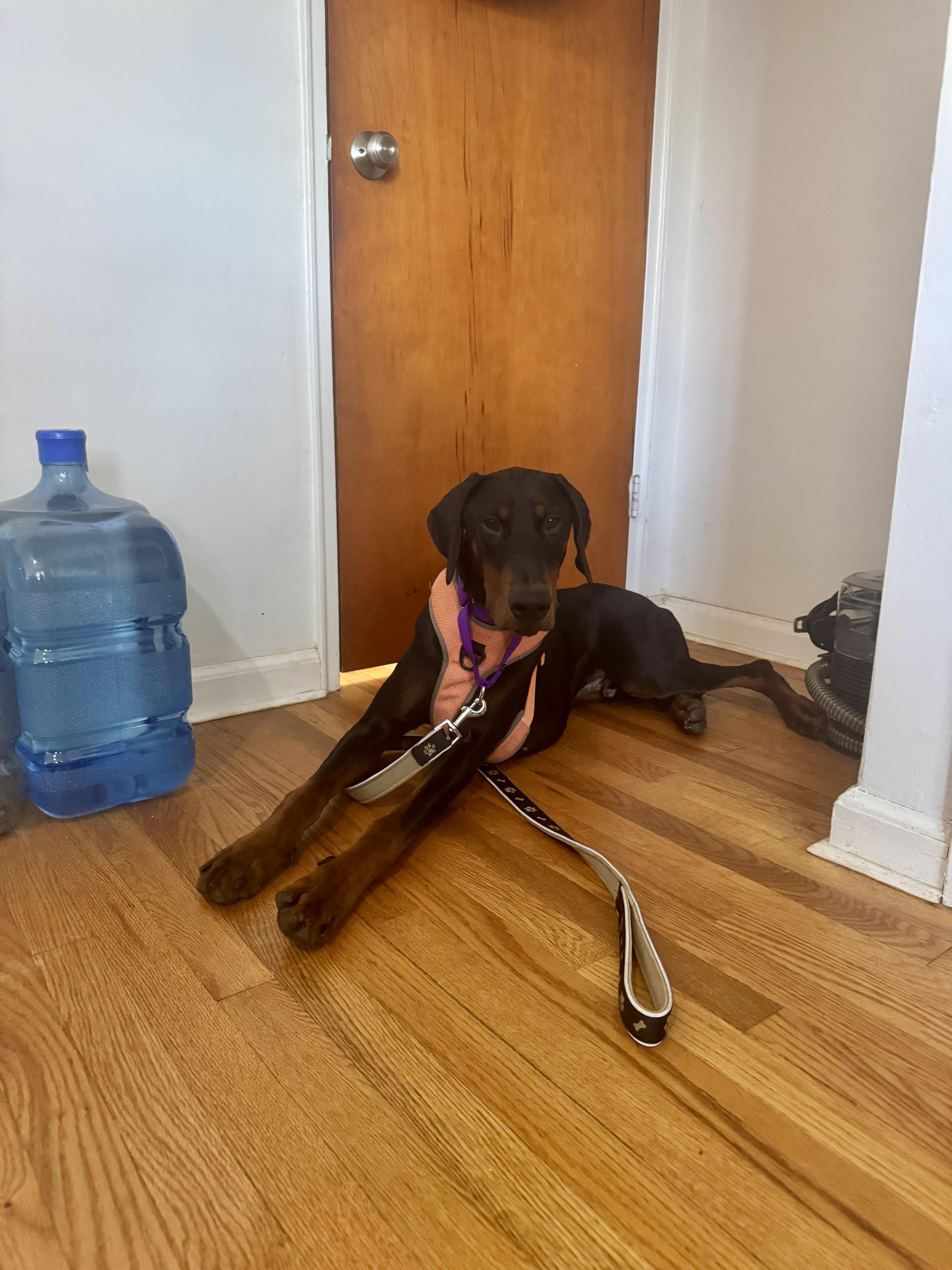 Enlarge Jack, a Adoptable Doberman Pinscher in Fleetwood, PA image 5/5