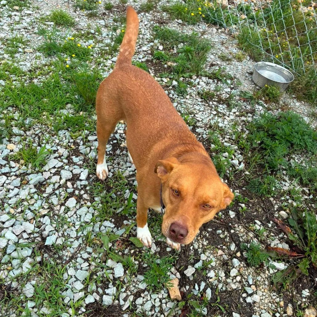 Enlarge Nova/ Cora, a Adoptable Pit Bull Terrier in Hohenwald, TN image 2/5