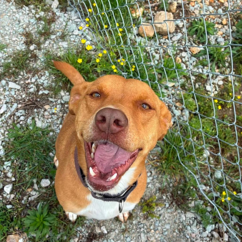 Enlarge Nova/ Cora, a Adoptable Pit Bull Terrier in Hohenwald, TN image 3/5