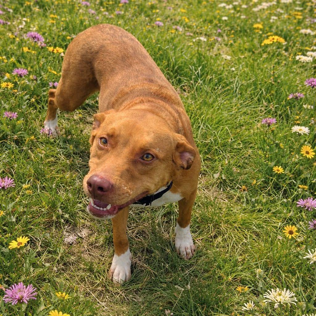 Enlarge Nova/ Cora, a Adoptable Pit Bull Terrier in Hohenwald, TN image 4/5