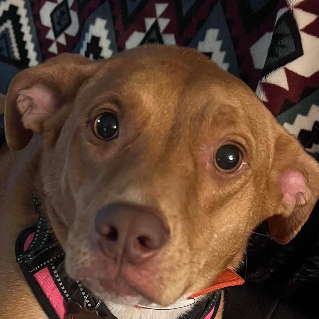 Nova/ Cora, Adoptable, Adult Female Pit Bull Terrier.