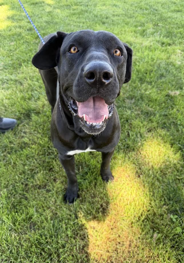 Tisha, ADOPTABLE, Adult Female Presa Canario.