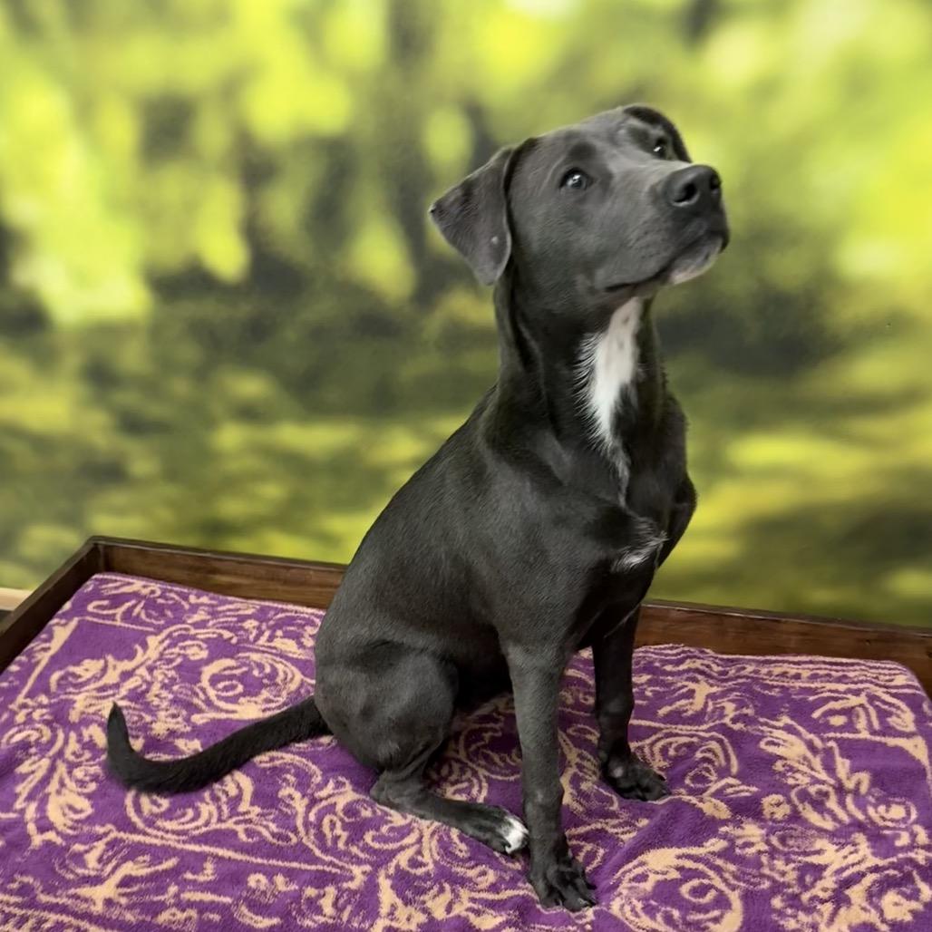 Chi Chi, Adoptable, Puppy Female Mixed Breed.