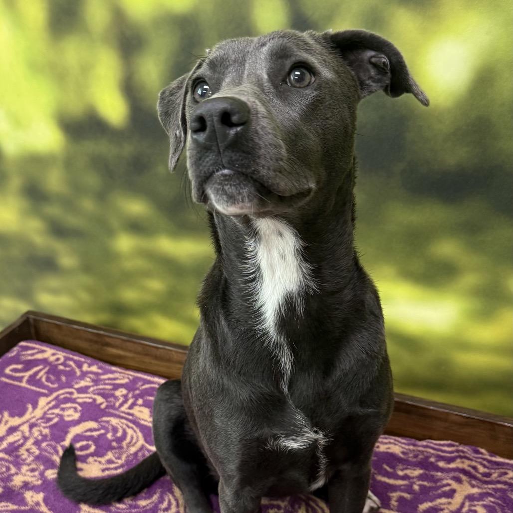Enlarge Chi Chi, a Adoptable Mixed Breed in Auburn, NH image 2/4