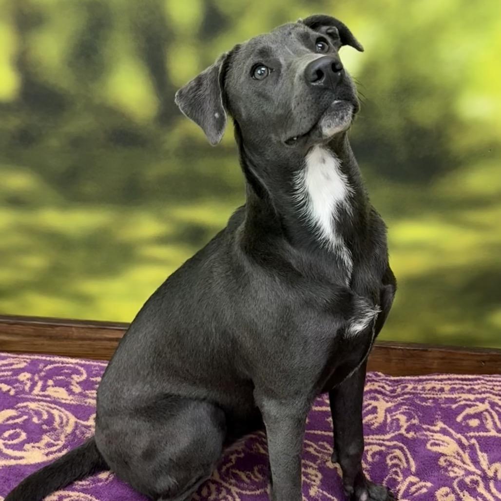Enlarge Chi Chi, a Adoptable Mixed Breed in Auburn, NH image 3/4