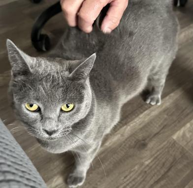 Enlarge Evangeline, a Adoptable Domestic Short Hair in BRATTLEBORO, VT image 1/6