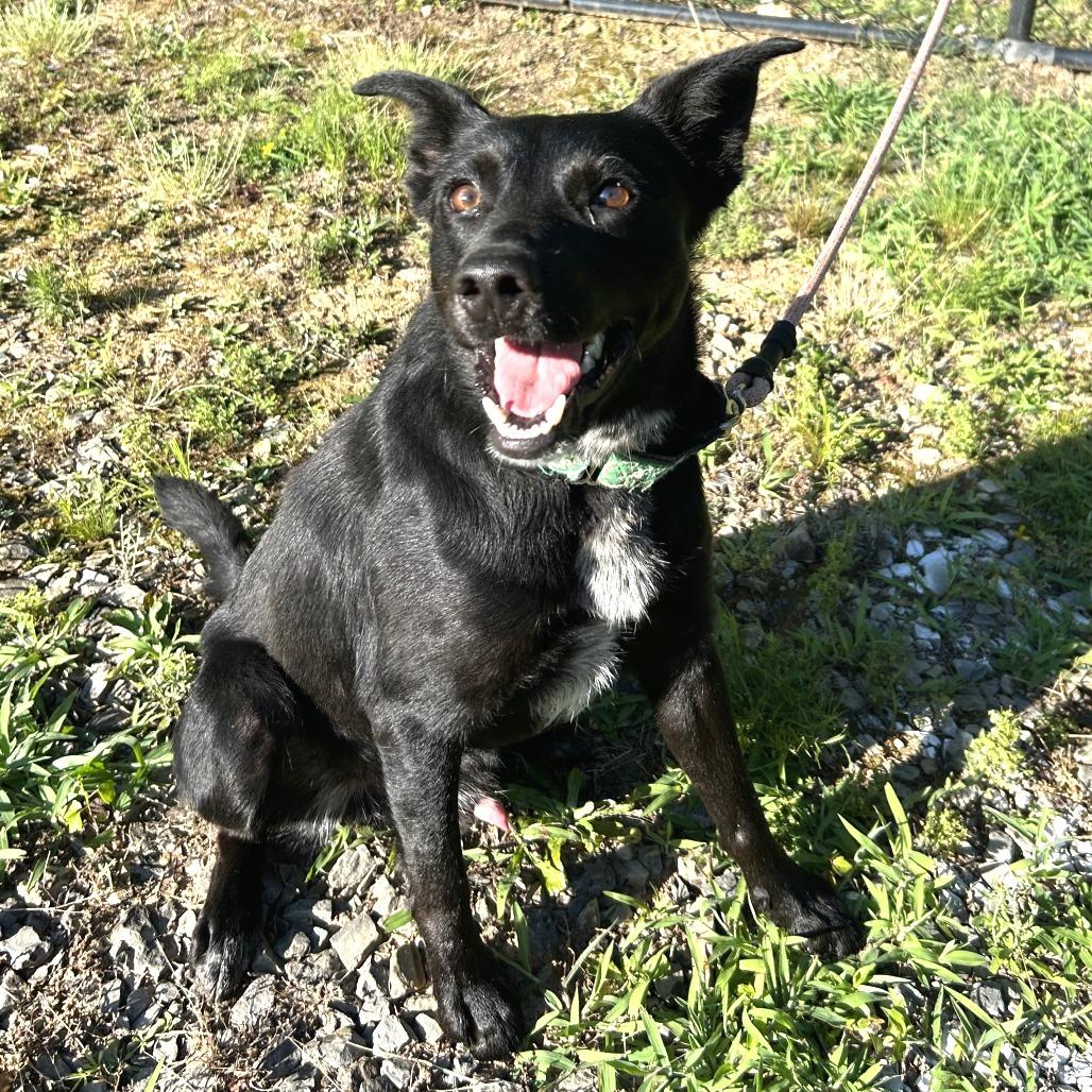 Wrigley, Adoptable, Adult Male Shepherd & Mixed Breed.