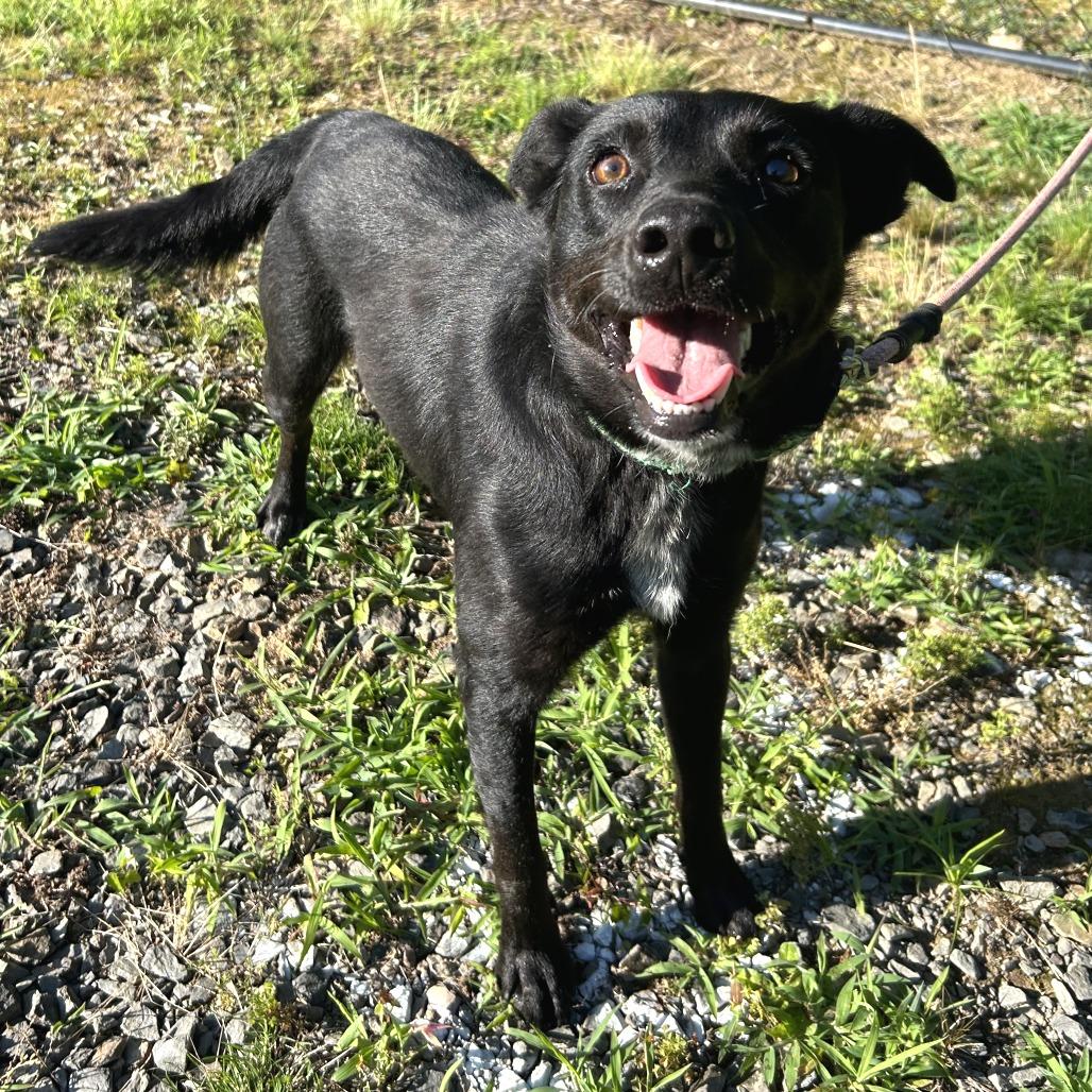 Enlarge Wrigley, a Adoptable mixed breed in Cabot, AR image 2/3
