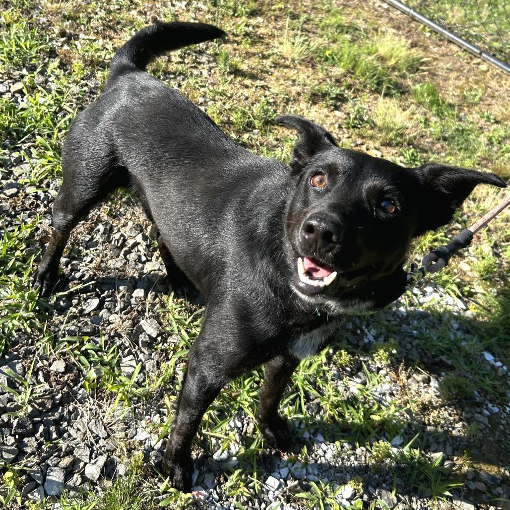 Enlarge Wrigley, a Adoptable mixed breed in Cabot, AR image 3/3