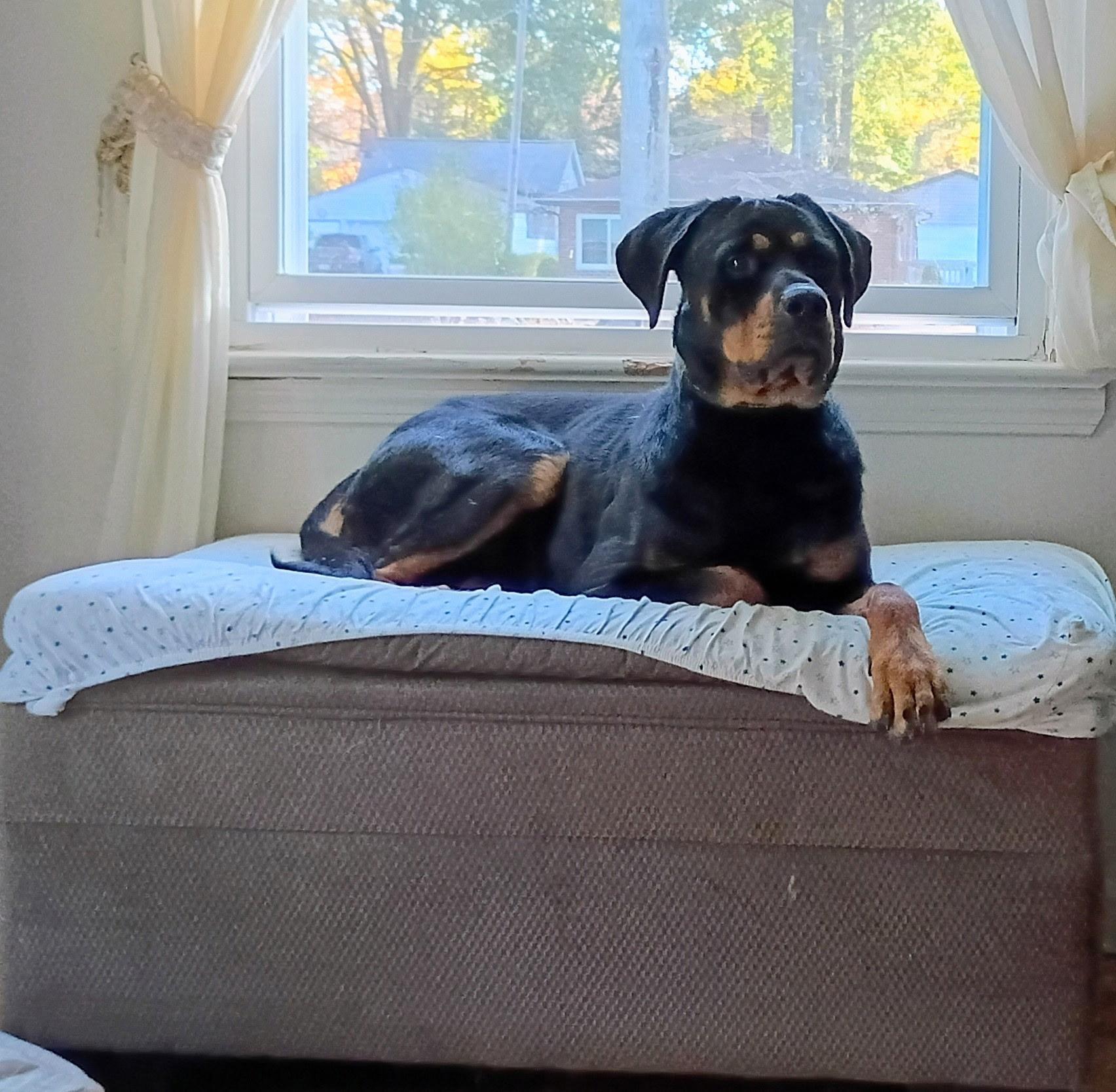 Enlarge Gillian, a Adoptable Rottweiler in Polk, OH image 1/1