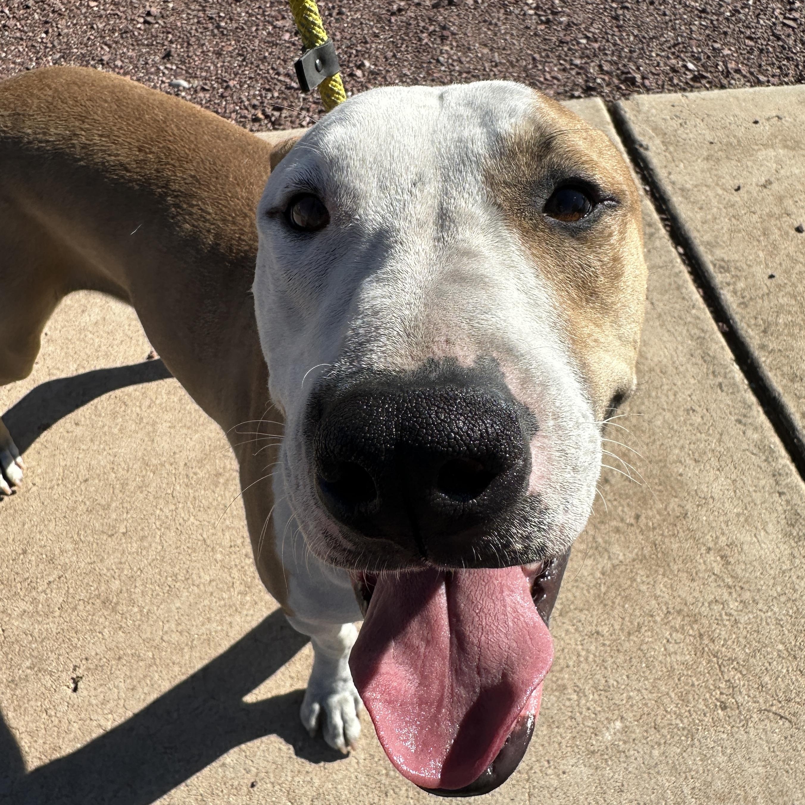 Enlarge Peter Parker, a Adoptable mixed breed in Tucson, AZ image 1/4