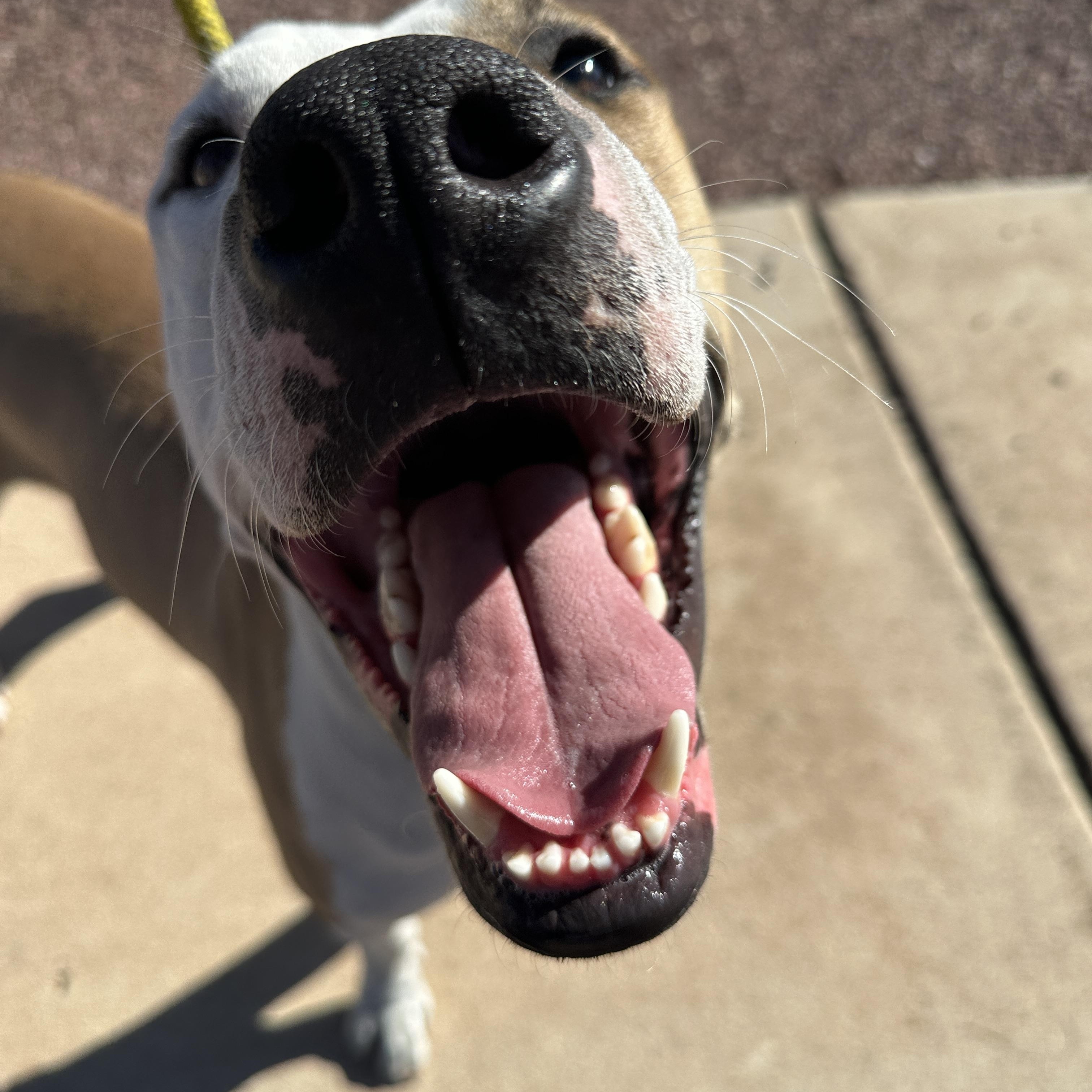 Enlarge Peter Parker, a Adoptable mixed breed in Tucson, AZ image 2/4