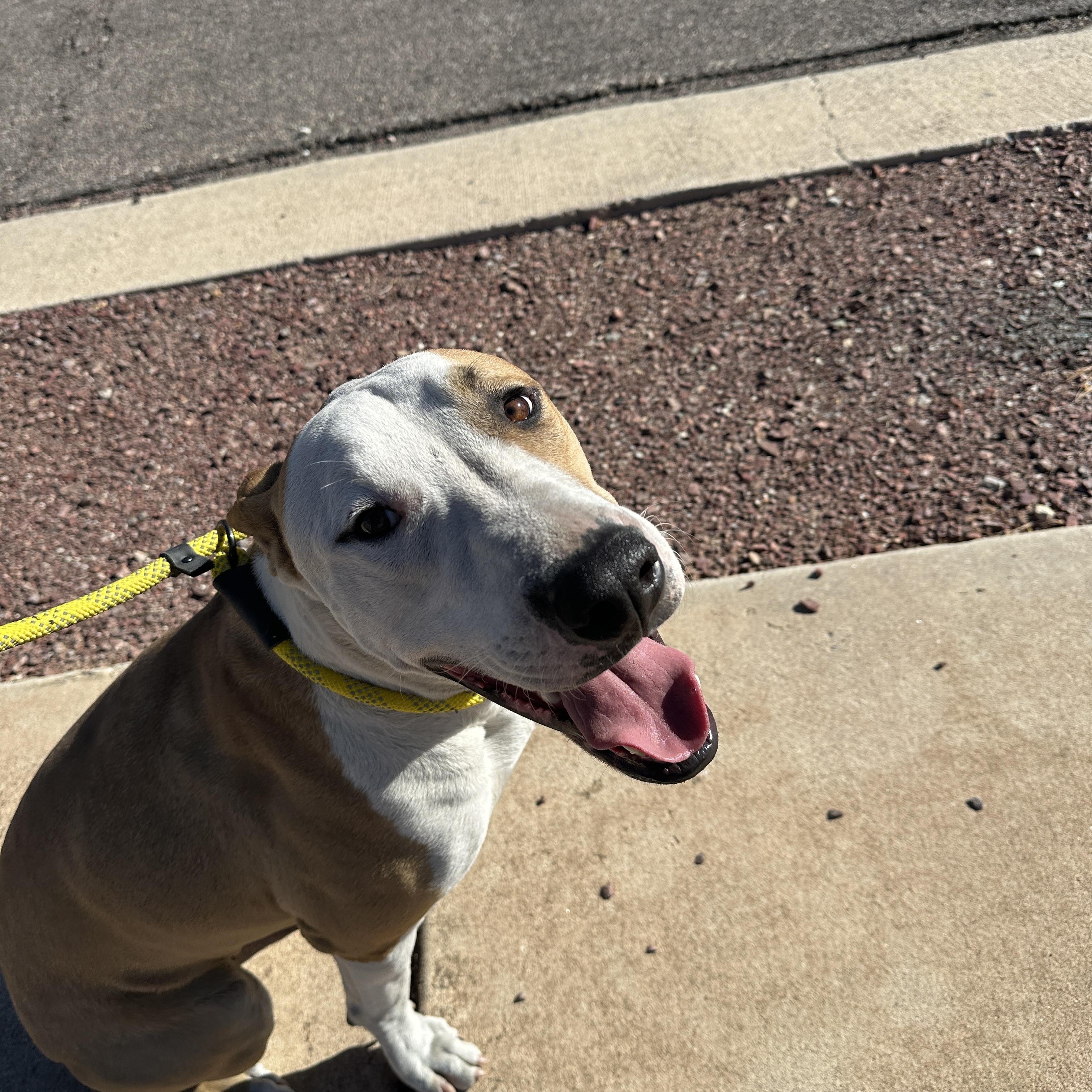 Enlarge Peter Parker, a Adoptable mixed breed in Tucson, AZ image 3/4