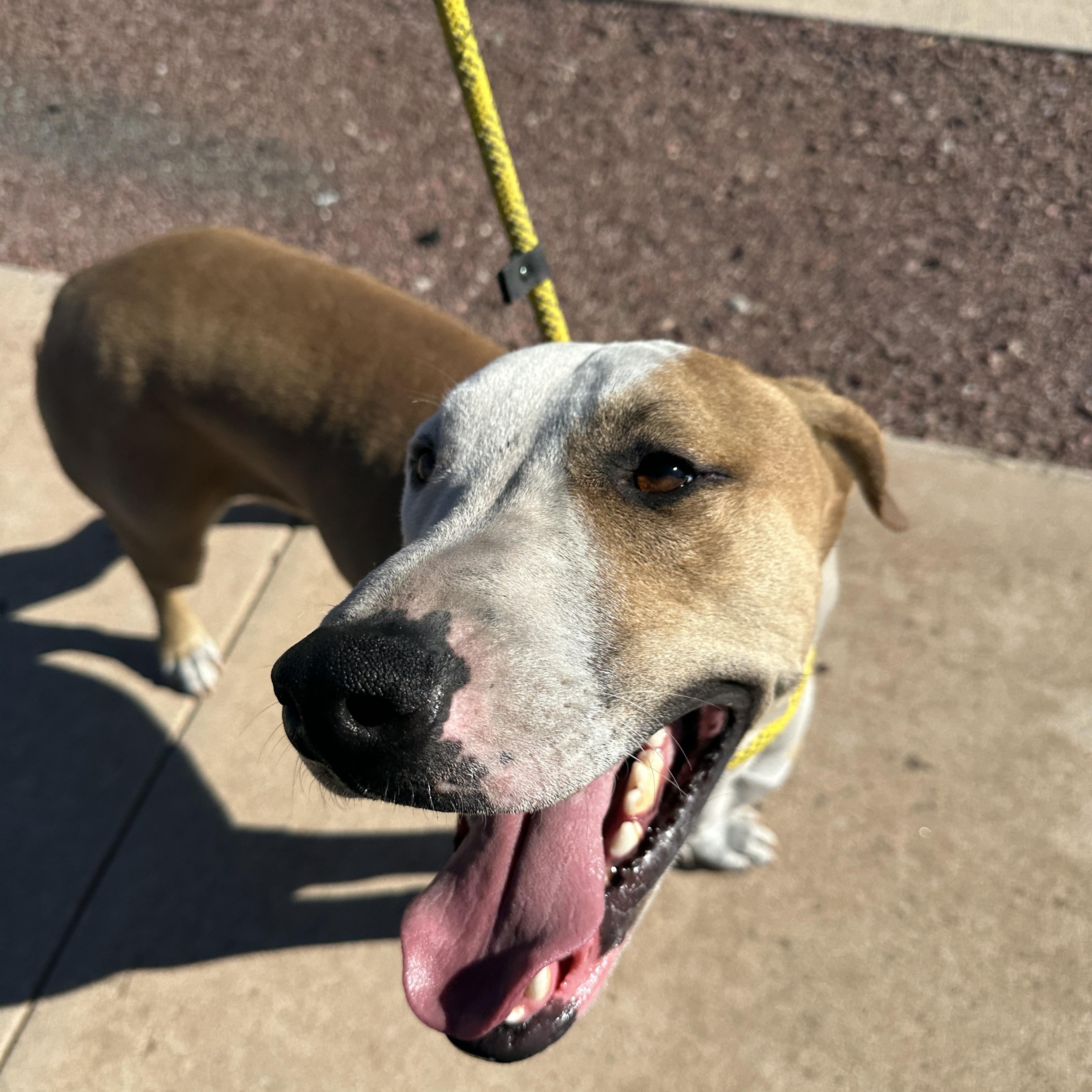 Enlarge Peter Parker, a Adoptable mixed breed in Tucson, AZ image 4/4