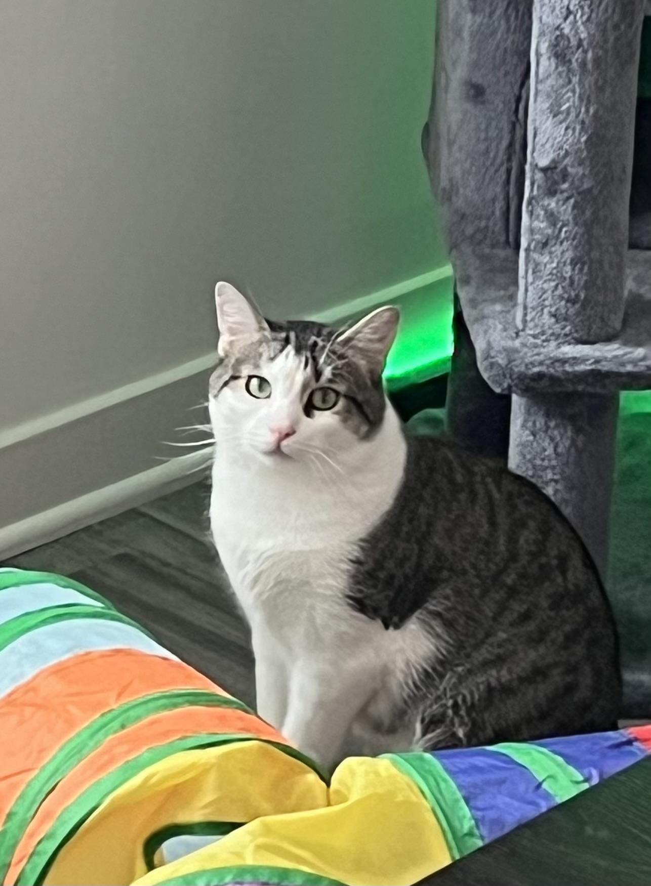 Enlarge Liam, a Adoptable Domestic Short Hair in East Orange, NJ image 1/1