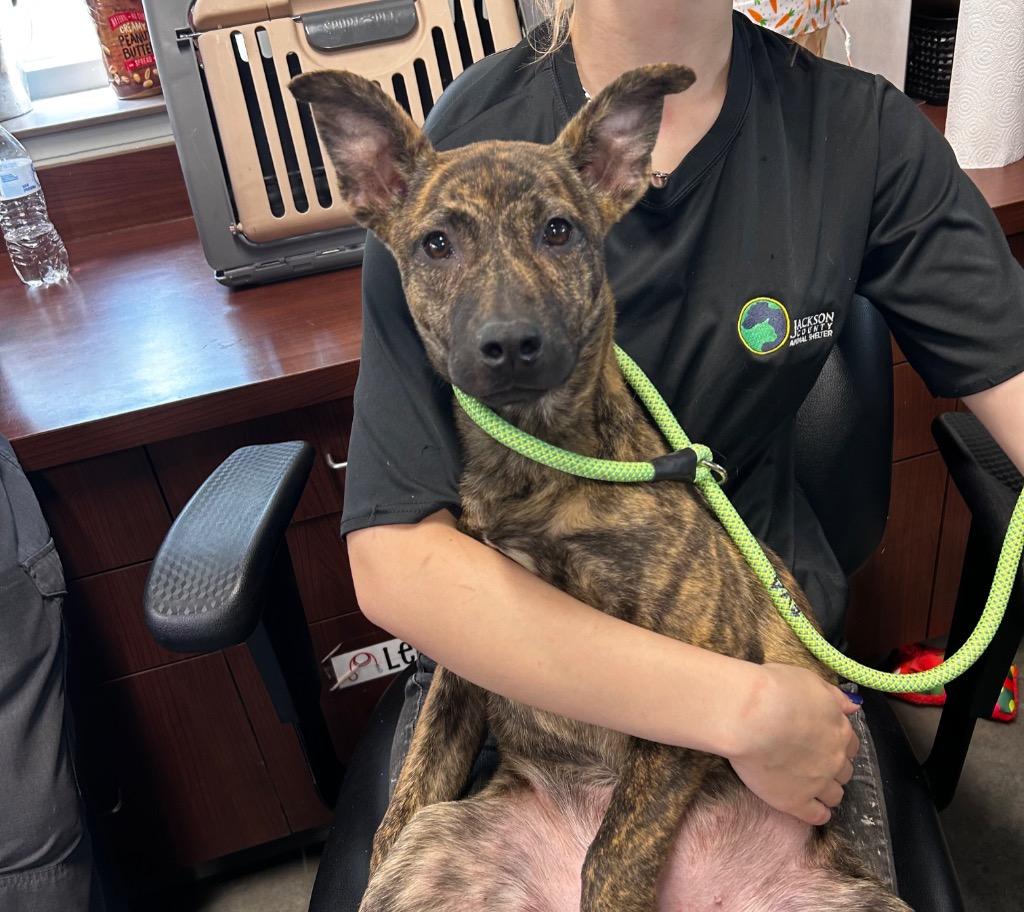 Michelle, Adoptable, Puppy Female Shepherd.