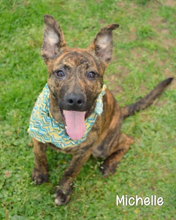 Michelle, a Adoptable Shepherd in Gautier, MS image 2/2