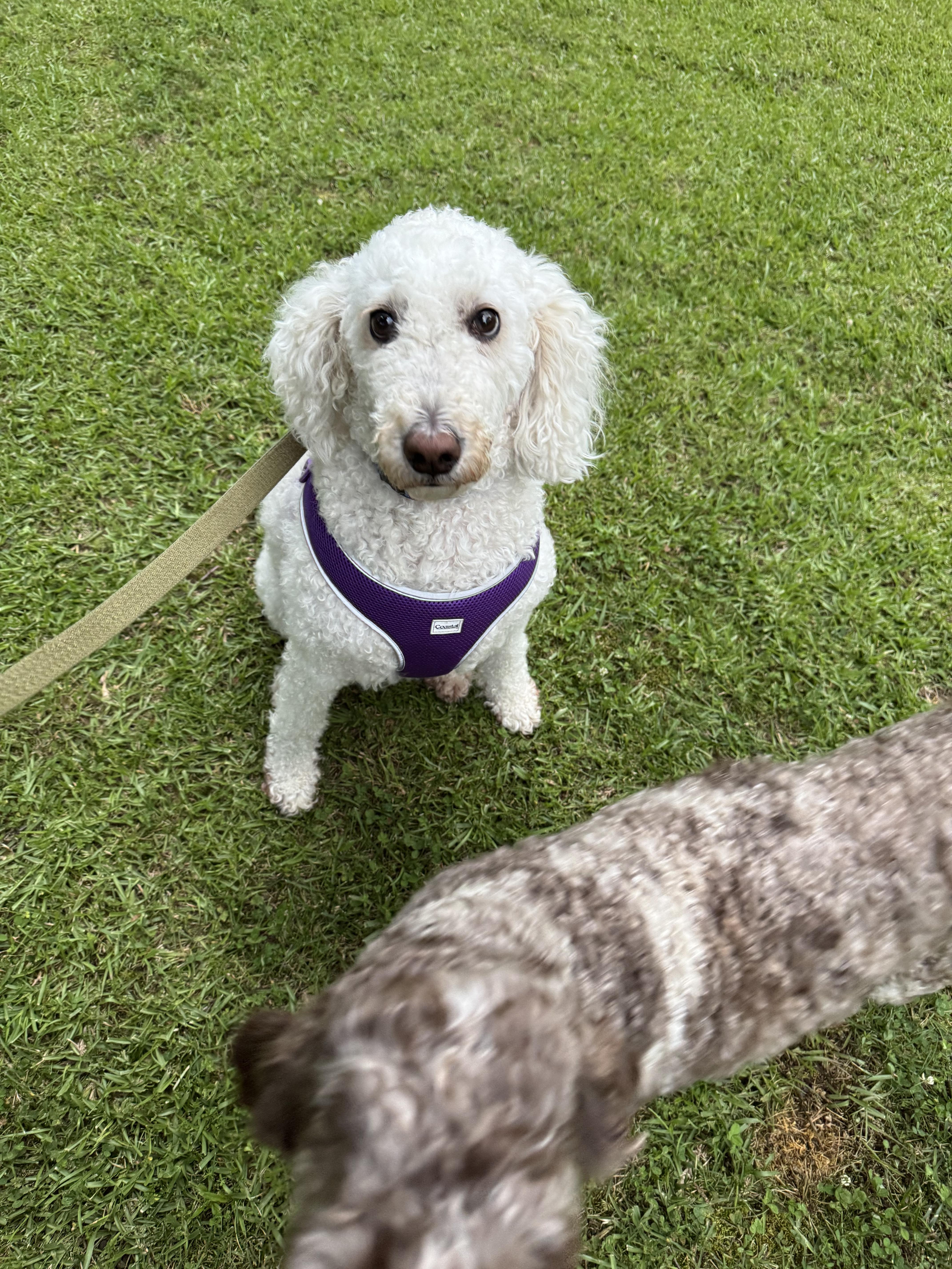 Nora, Adult Female Poodle