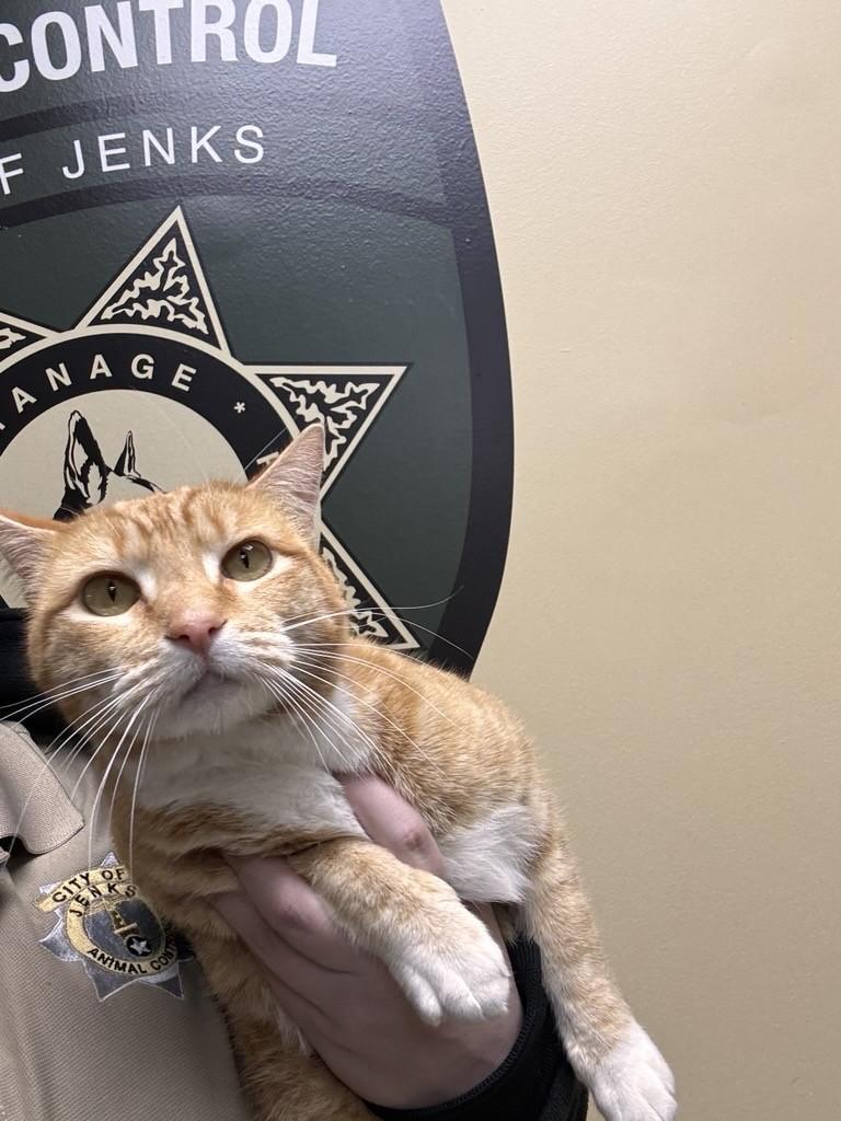 Enlarge Peaches, an adopted Domestic Short Hair in Jenks, OK image 1/1