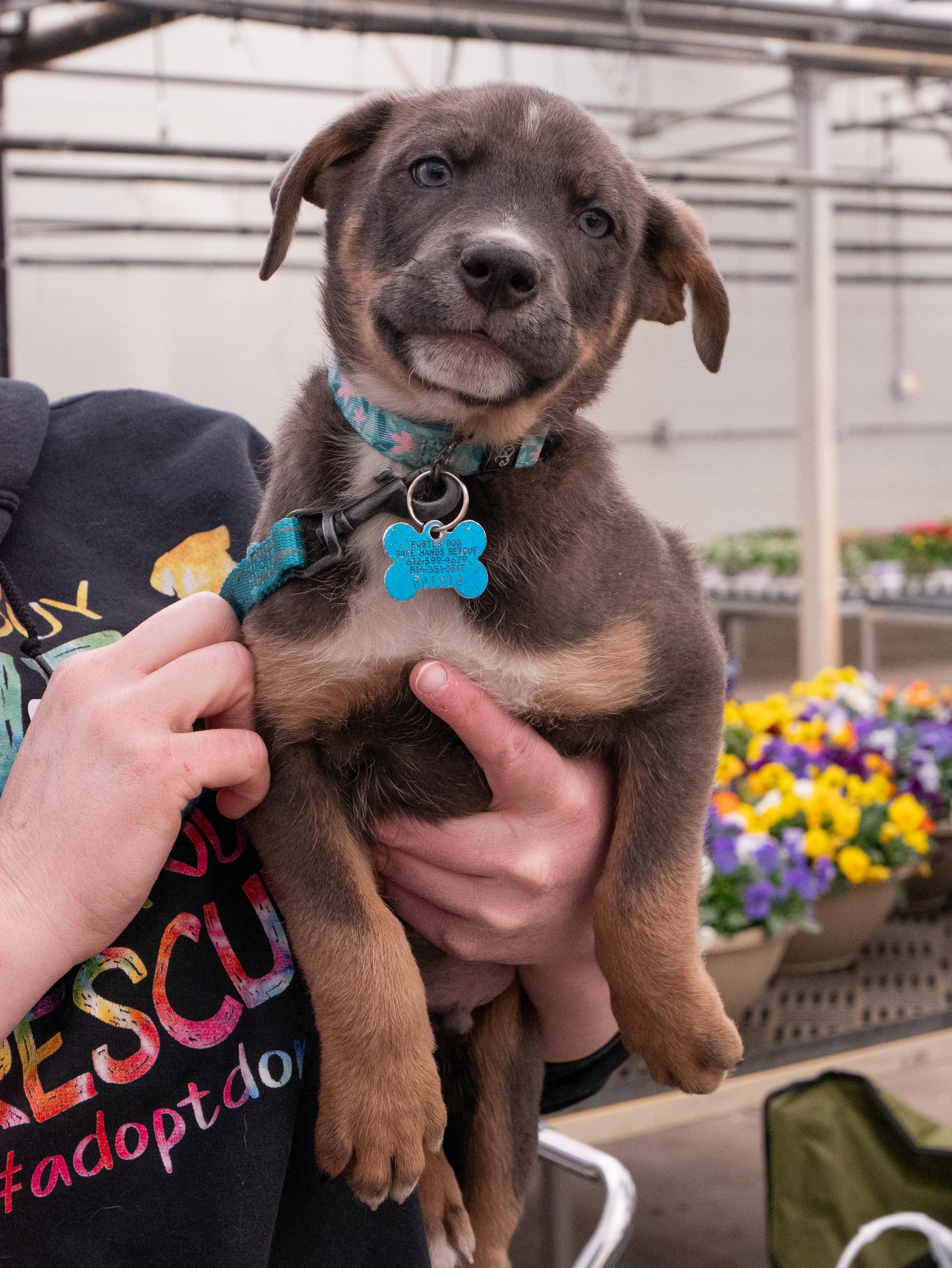 Enlarge Ziggy, a ADOPTABLE mixed breed in Minneapolis, MN image 1/6