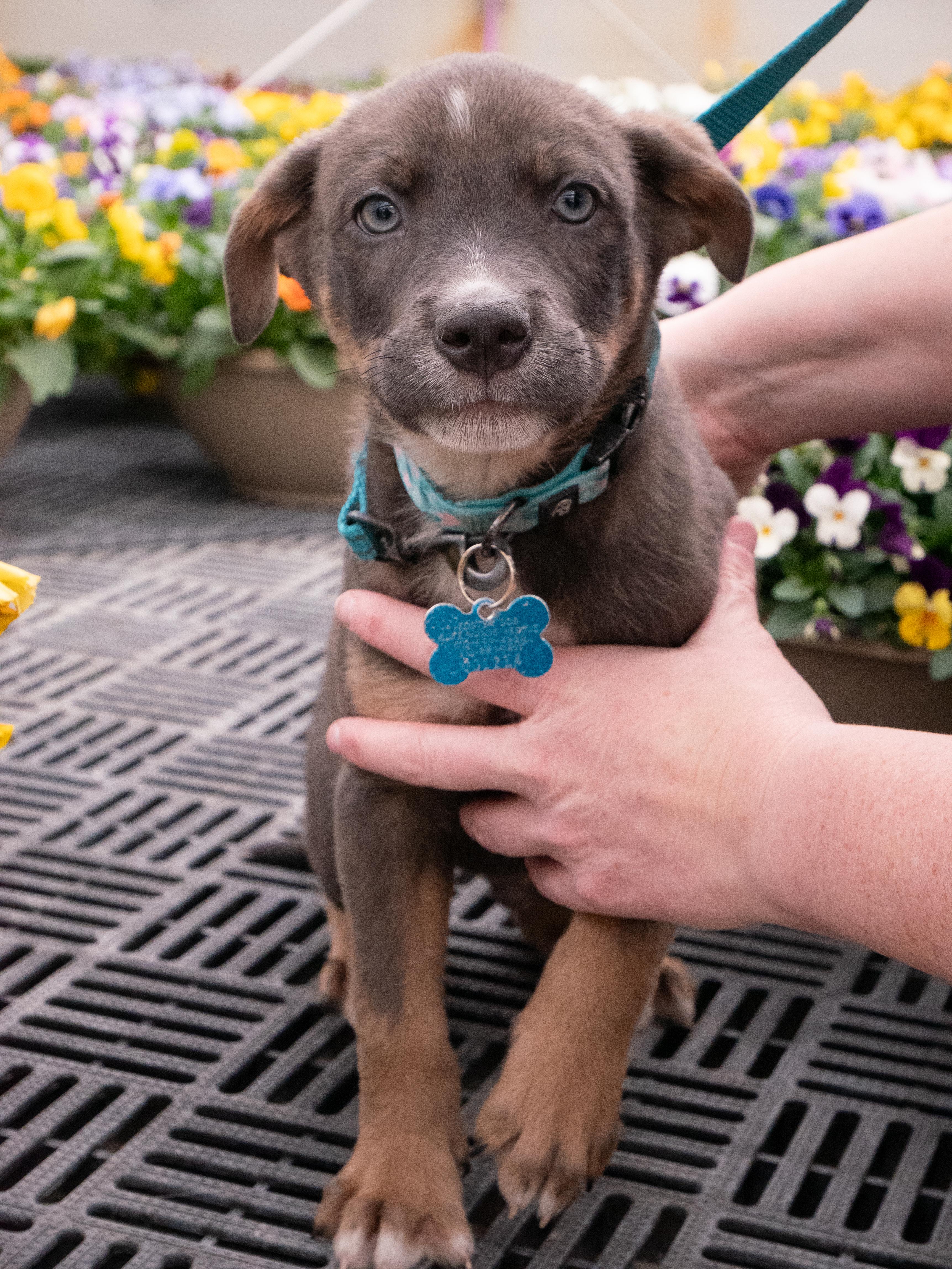 Enlarge Ziggy, a ADOPTABLE mixed breed in Minneapolis, MN image 2/6