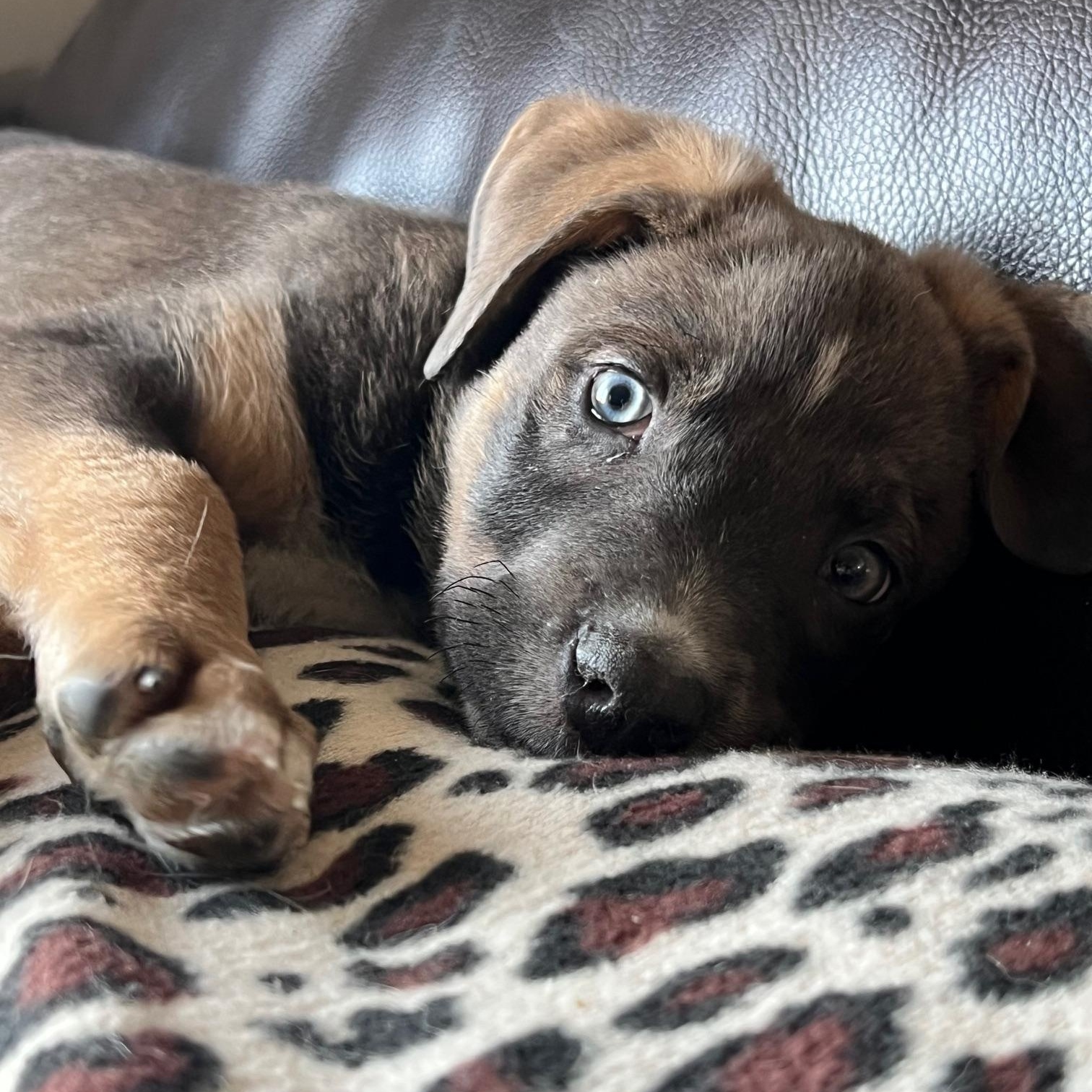 Enlarge Ziggy, a ADOPTABLE mixed breed in Minneapolis, MN image 6/6