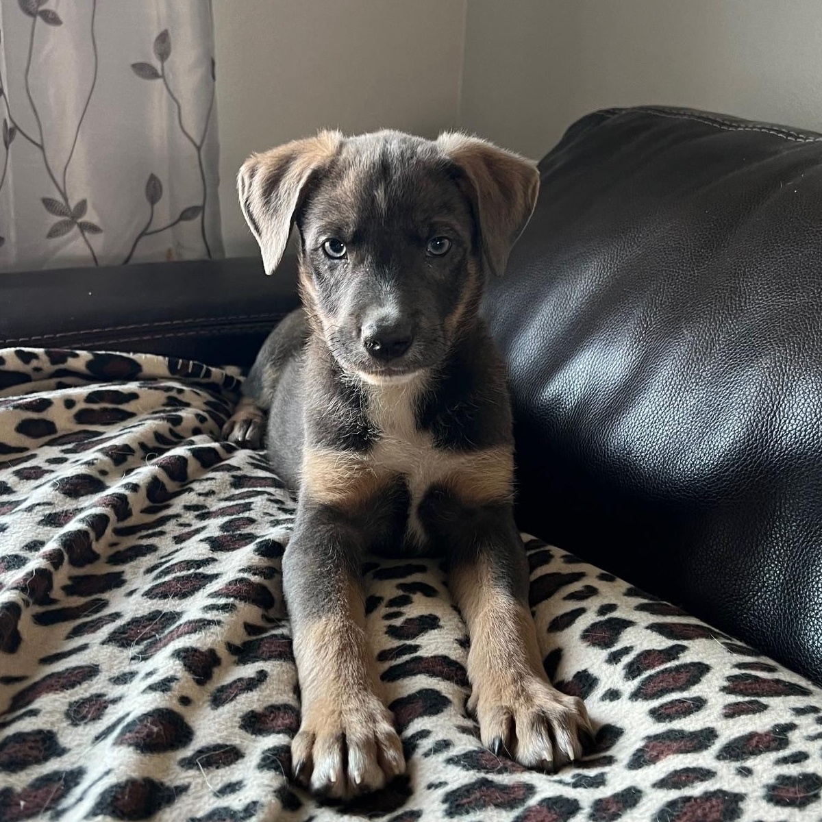 Enlarge Ziggy, a ADOPTABLE mixed breed in Minneapolis, MN image 3/6