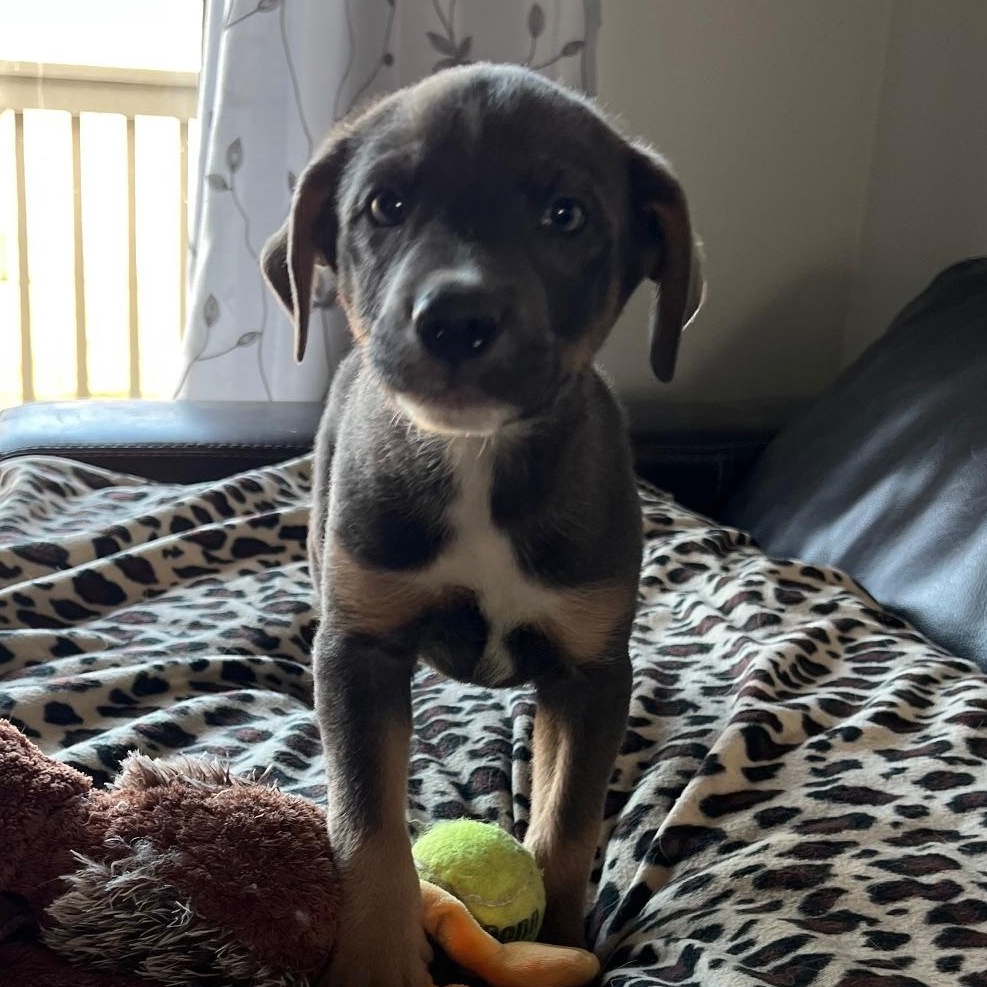 Enlarge Ziggy, a ADOPTABLE mixed breed in Minneapolis, MN image 5/6