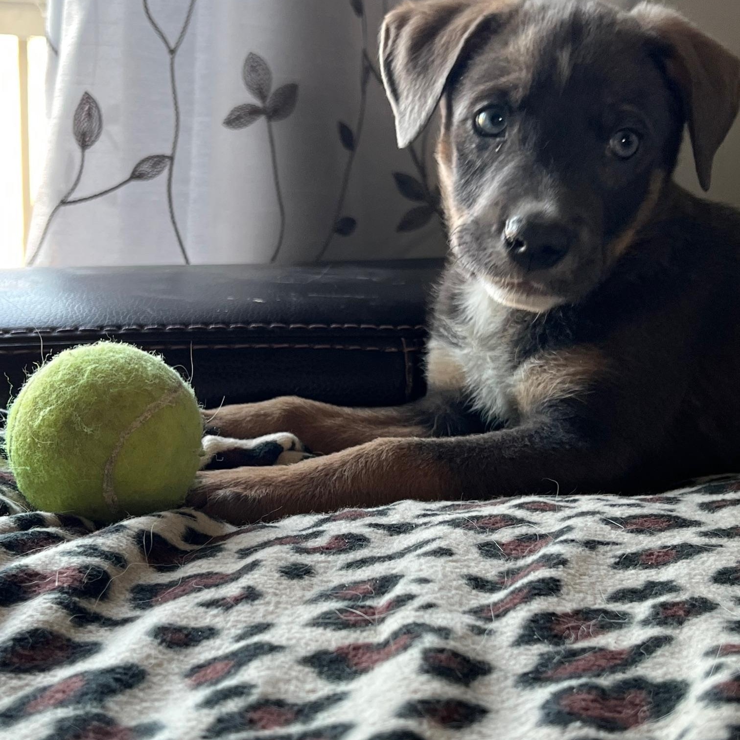 Enlarge Ziggy, a ADOPTABLE mixed breed in Minneapolis, MN image 4/6