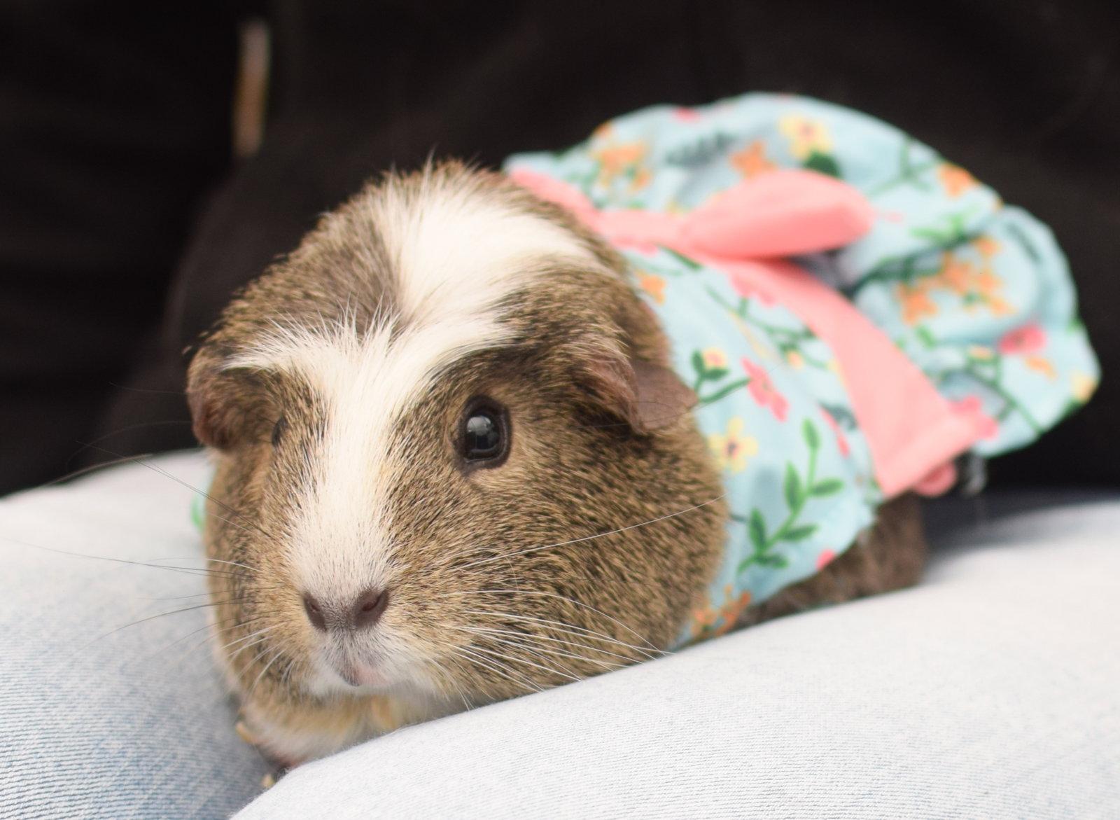 Aphrodite, Adoptable, Adult Female Guinea Pig.