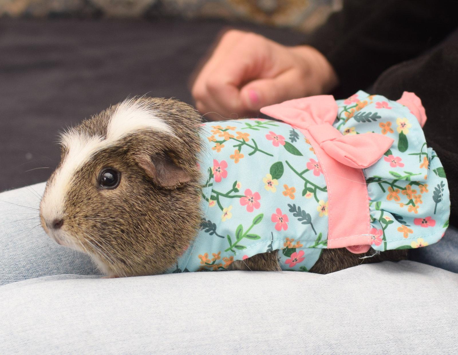 Enlarge Aphrodite, a Adoptable Guinea Pig in Hockessin, DE image 2/3