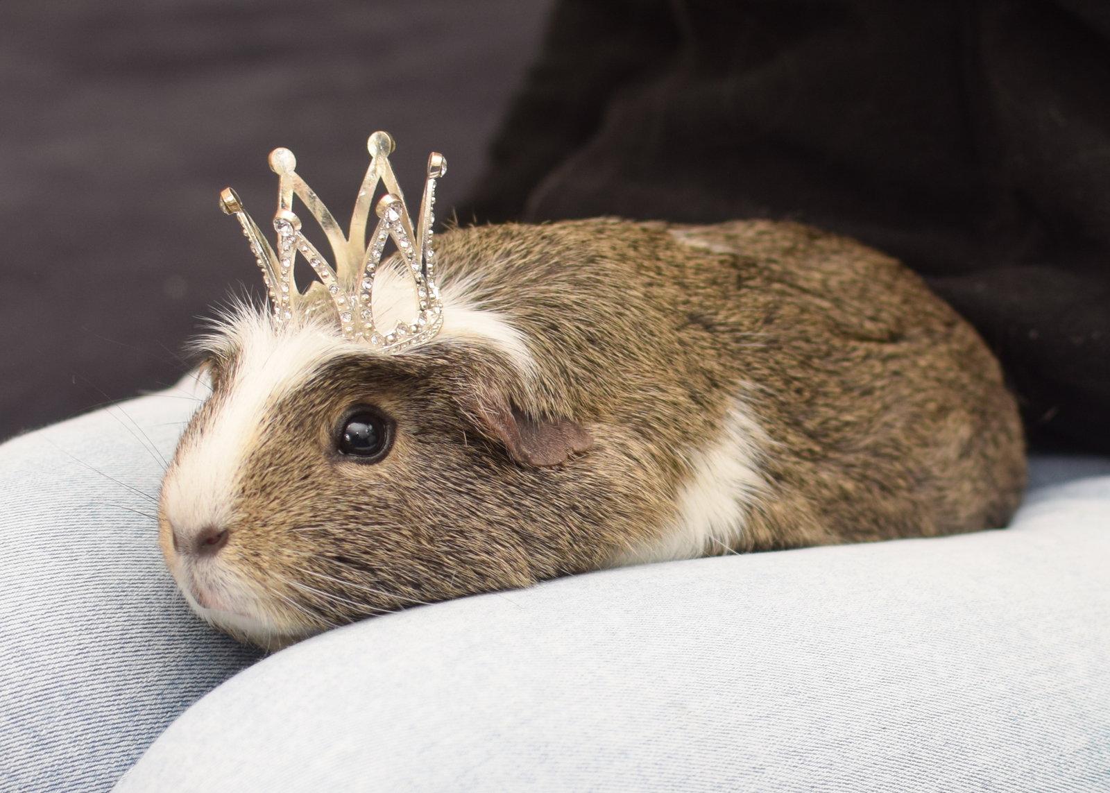 Enlarge Aphrodite, a Adoptable Guinea Pig in Hockessin, DE image 3/3