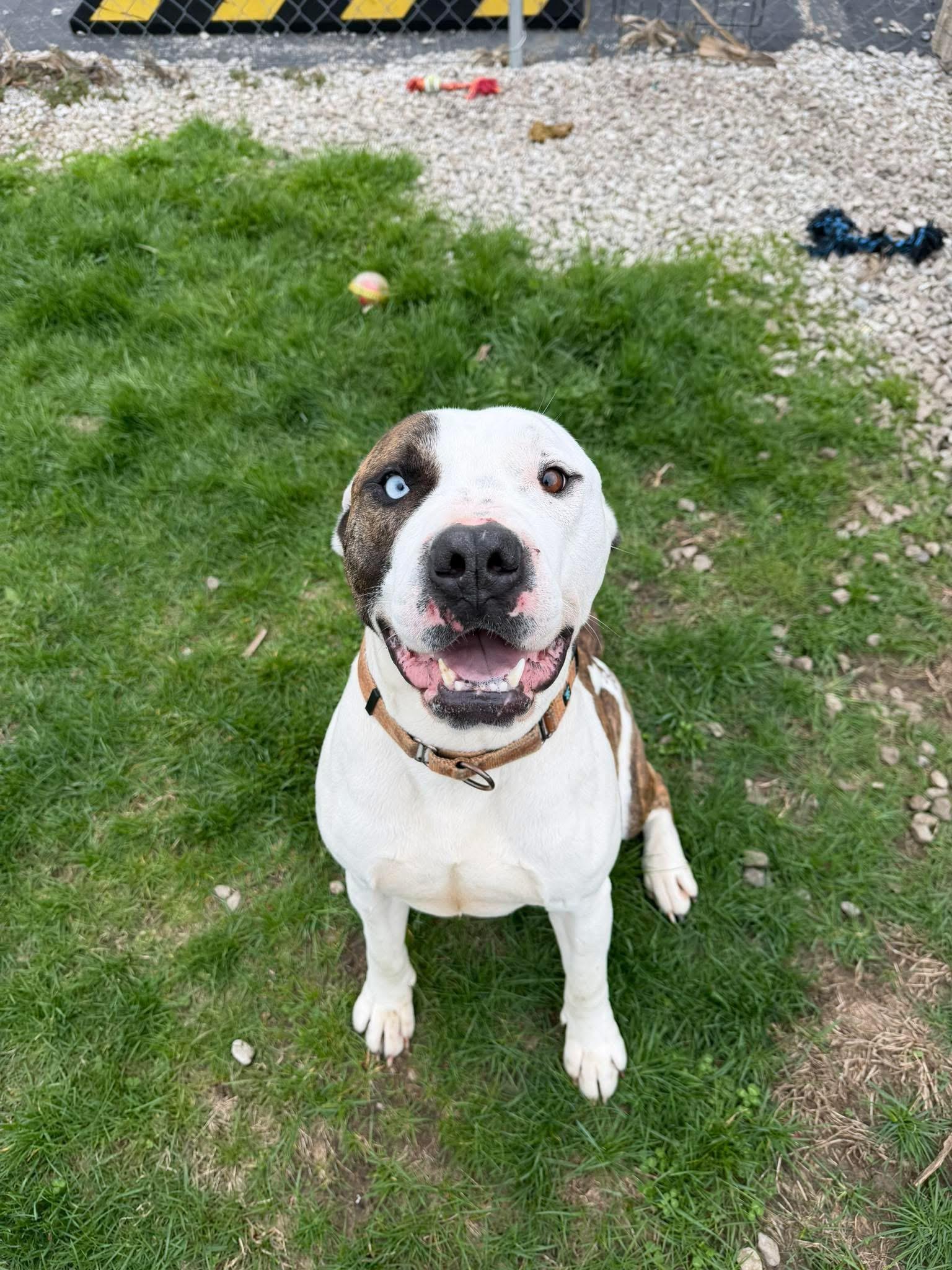DIESEL, ADOPTABLE, Young Male American Staffordshire Terrier.
