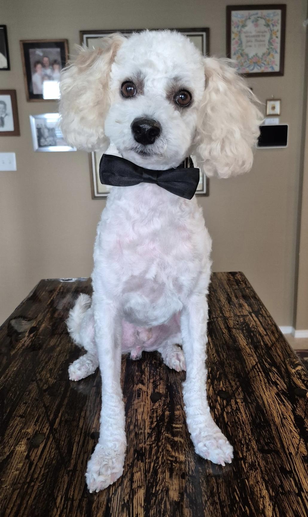 Enlarge Ziggy, an adopted Miniature Poodle in Dallas, TX image 3/3