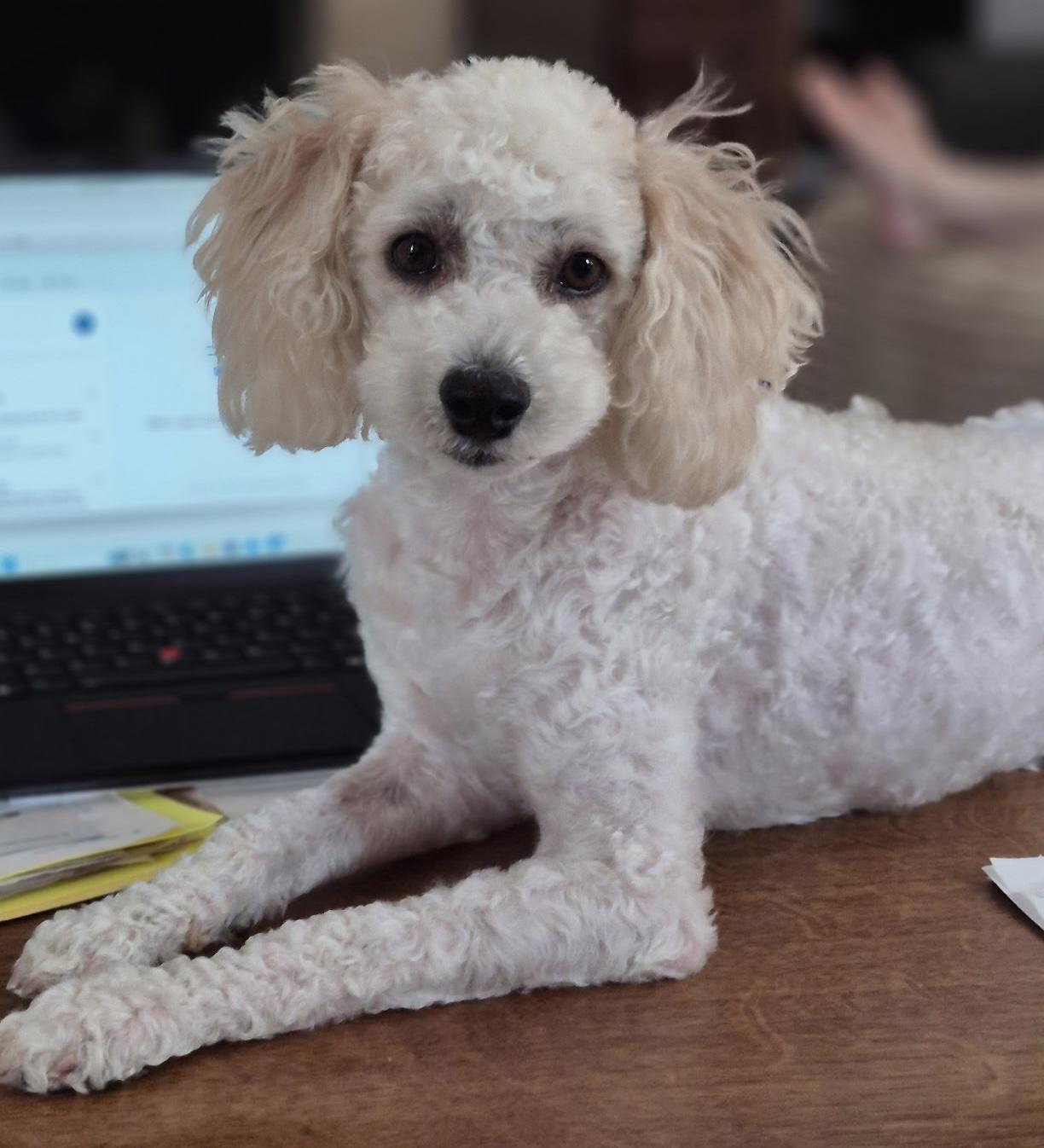 Ziggy, adopted, Adult Male Miniature Poodle.