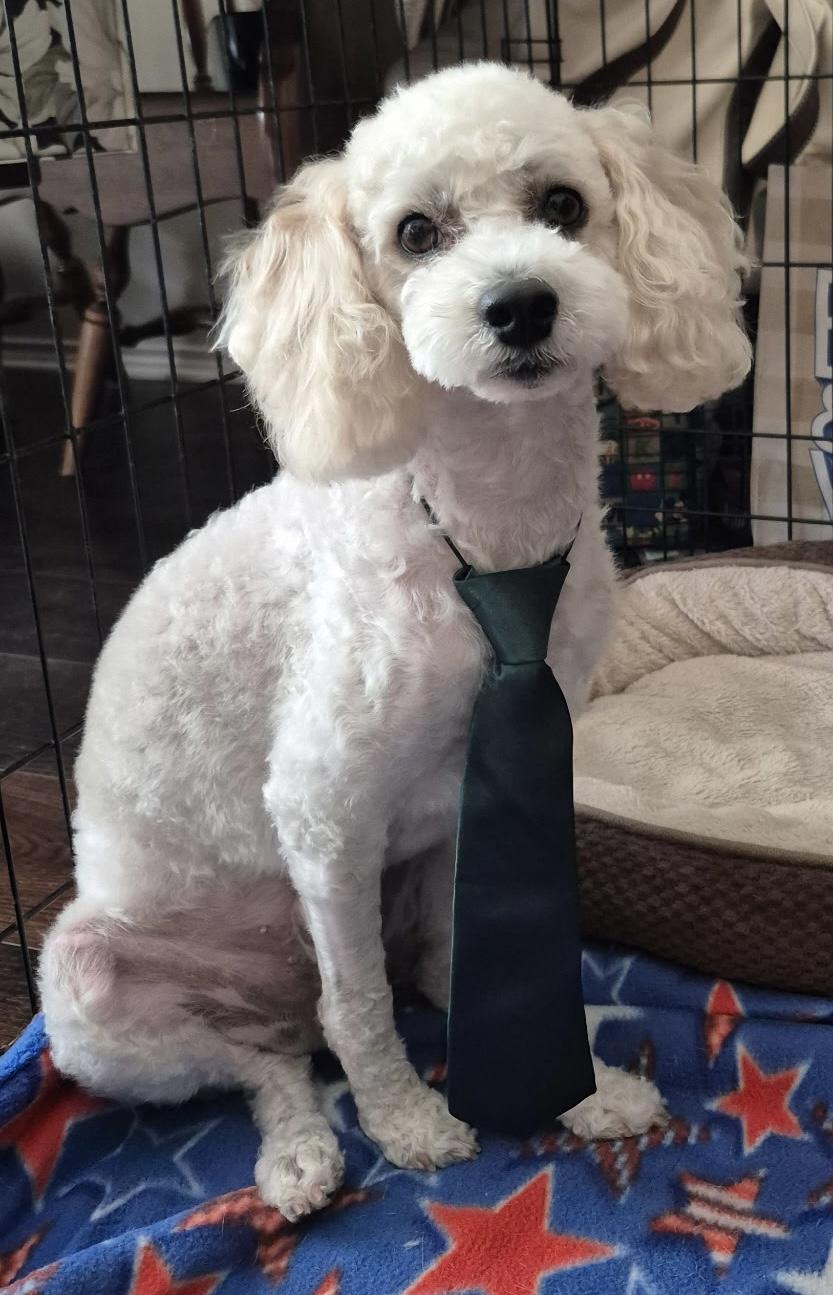 Enlarge Ziggy, an adopted Miniature Poodle in Dallas, TX image 2/3