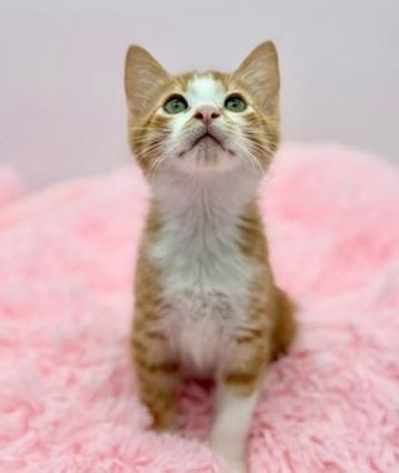 Enlarge Forsythia, an adoptable Domestic Short Hair in Covington, LA image 5/6