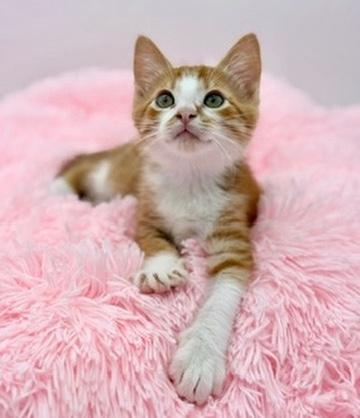 Enlarge Forsythia, an adoptable Domestic Short Hair in Covington, LA image 6/6